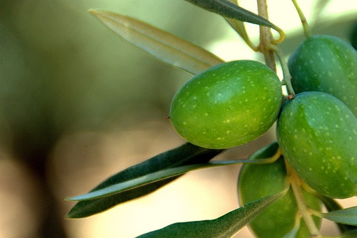 olea-europaea