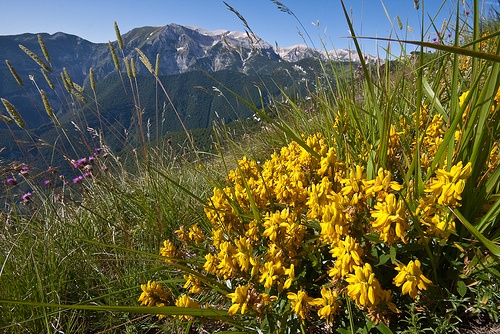 genista-tinctoria-elata