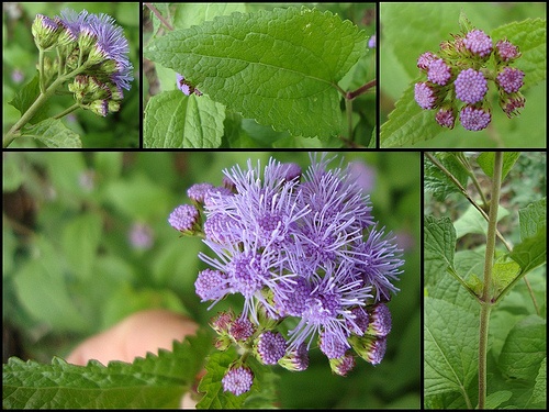 ageratum-houstonianum