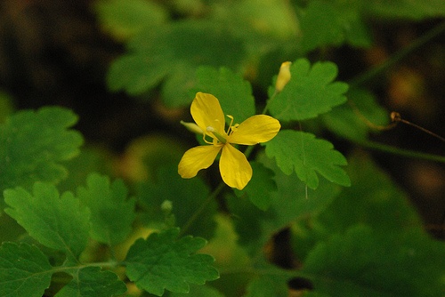 chelidonium-majus