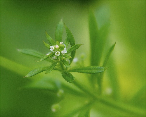 galium-aparine