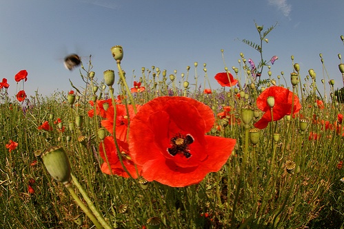 pipacs-papaver-rhoeas