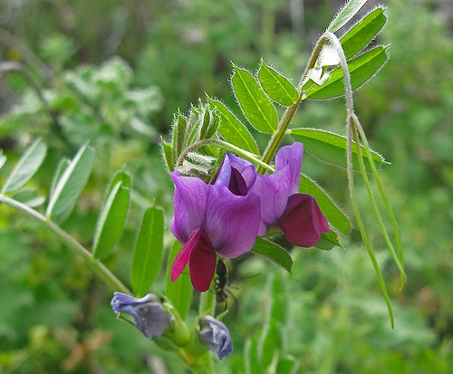 vicia-sp