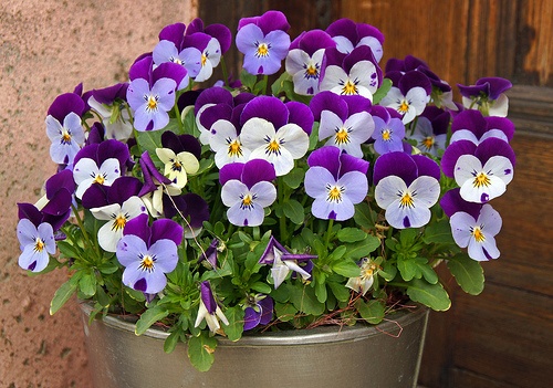 viola-arvensis