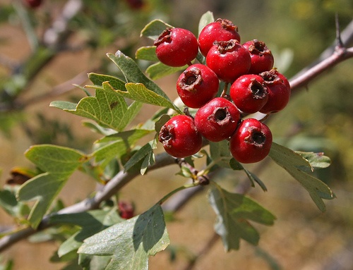 crataegus-monogyna