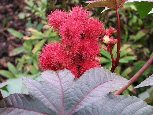 ricinus-levelek