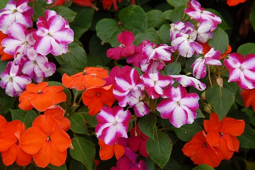 vizifukszia-impatiens-walleriana