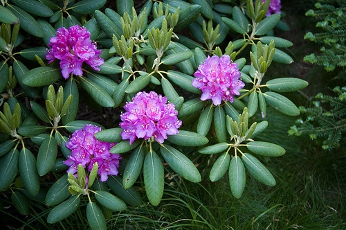 rododendron