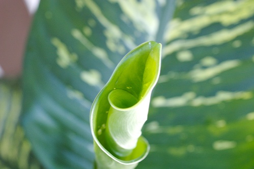 dieffenbachia-levelek