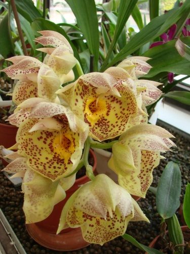 orchidea-kiallitas-2011