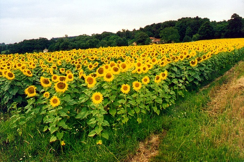 napraforgo-foldek