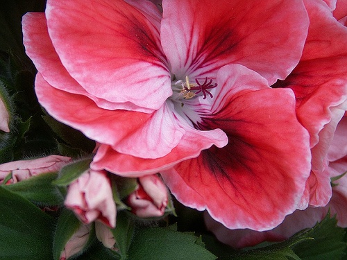 pelargonium-domesticum-nagyviragu-muskatli