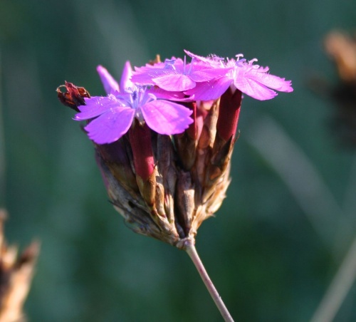 dianthus-pontederae-magyar-szegfu