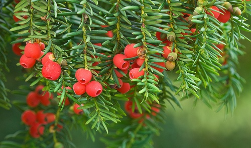 taxus-baccata-tiszafa