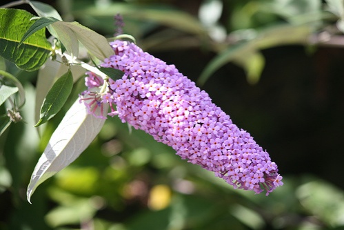 buddleia