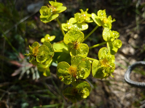 euphorbia-lathyris-sarfu