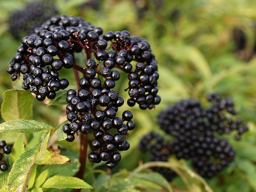 gyalogbodza-sambucus-ebulus