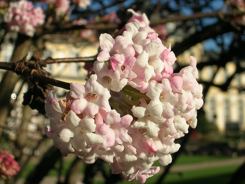 viburnum-farreri