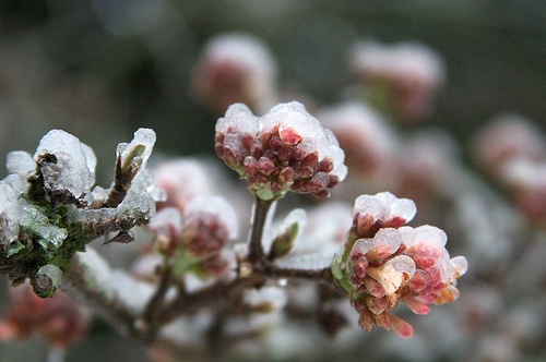 viburnum-x-bodnantense-dawn