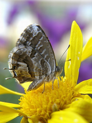 cacyreus-marshalli-lepke