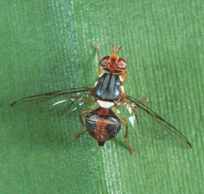 actrocera-oleae