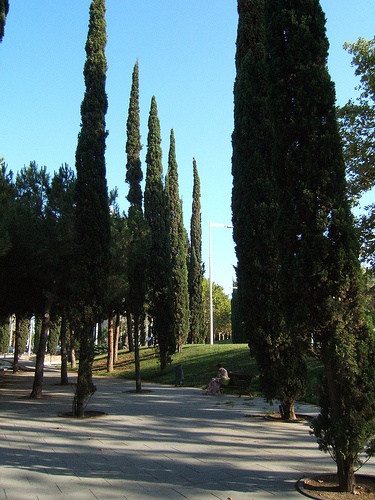 cedrusok