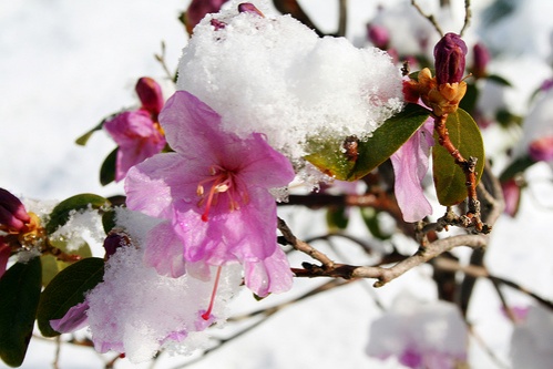 rododendron-hotakaro