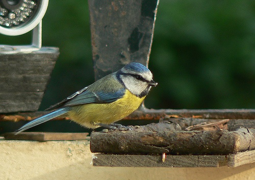 kekcinege-parus-caeruleus