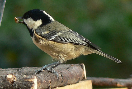 parus-ater