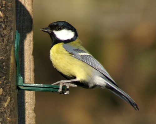 parus-major-szencinege