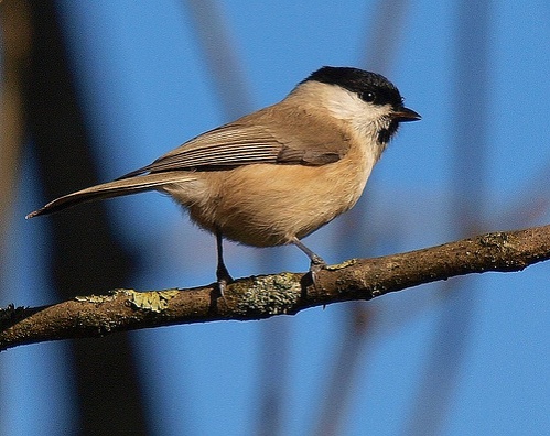 parus-palustris-baratcinege