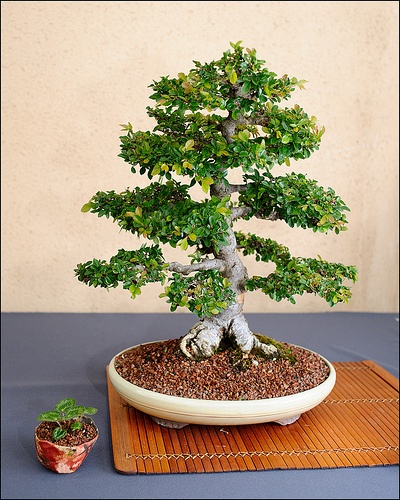 egeszseges-bonsai