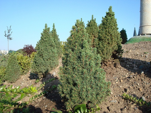 picea-glauca