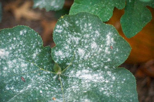 papilloma vírus nyaka