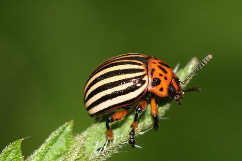 burgonyagobar-leptinotarsa-decemlineata