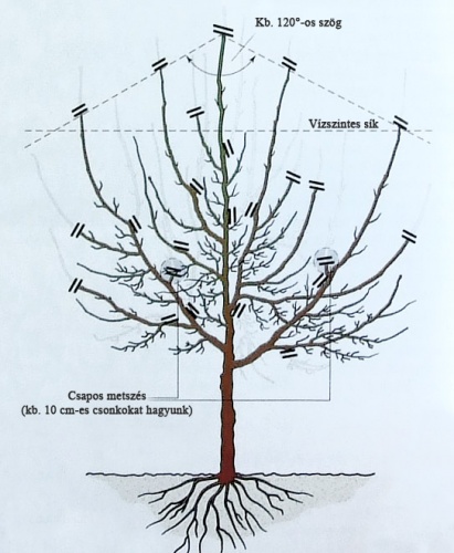 szilvafa-fenntarto-metszese