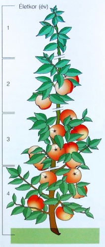 almafa-eletkor