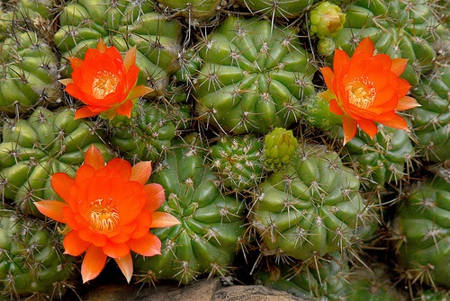 echinopsis-obrepanda-piros