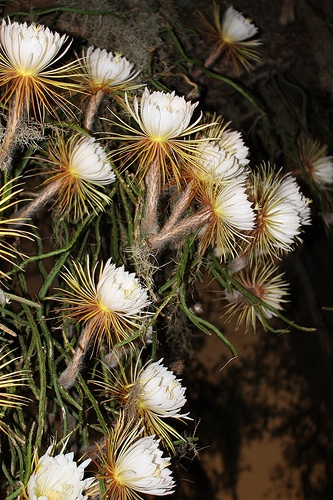 selenicereus-grandiflorus