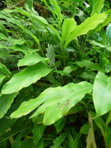 elettaria-cardamomum-malabari-kardamom