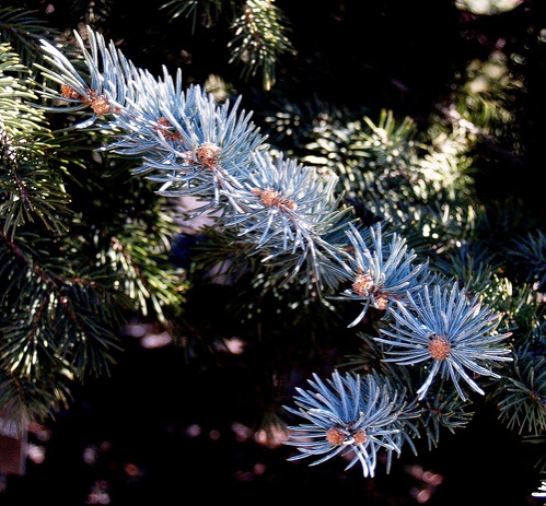 picea-pungens-var-glauca