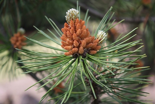 pinus-mugo