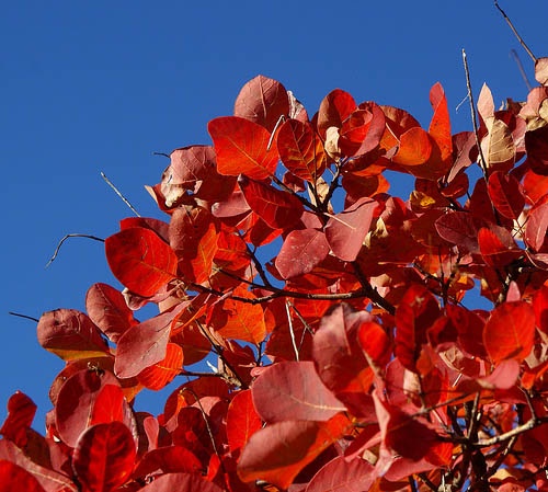 cotinus-coggygria