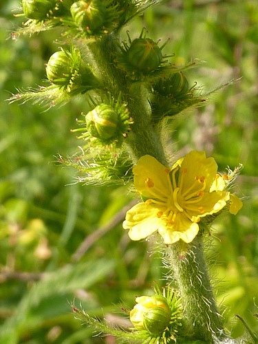 agrimonia-eupatoria