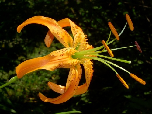 lilium-henry