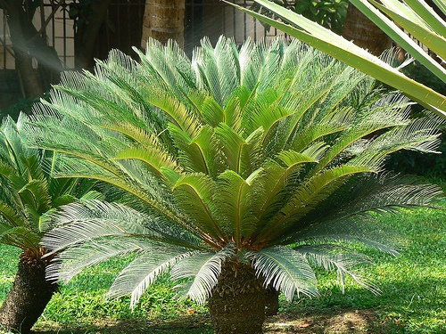 cycas-revoluta