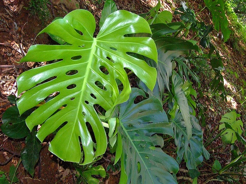 monstera-deliciosa