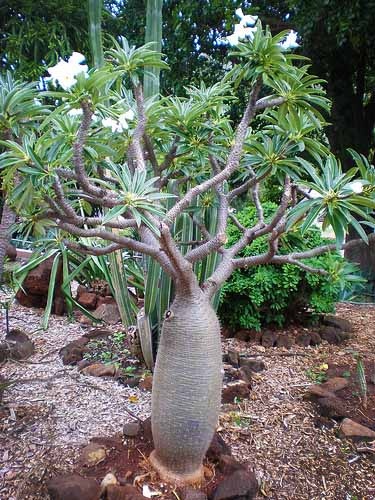 pachypodium-lamerei