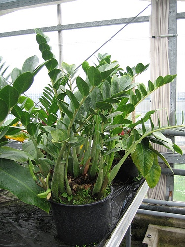 zamioculcas-zamiifolia