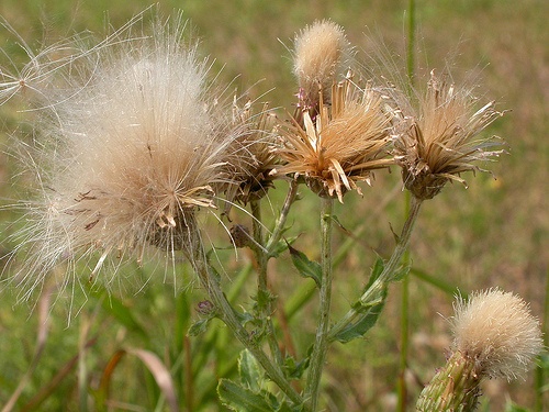 cirsium-arvense